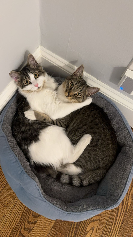 Entry image for Loki & Widget . Clicking this image will show a larger photo