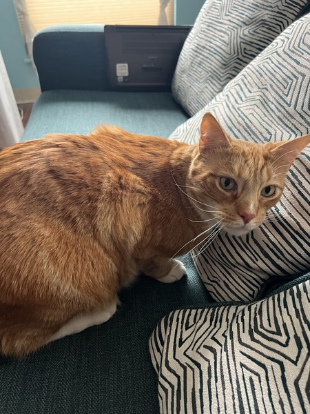 Entry image for Peanut. Clicking this image will show a larger photo