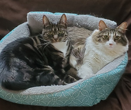 Entry image for Zoe (tiger) and Amy (more white). Clicking this image will show a larger photo
