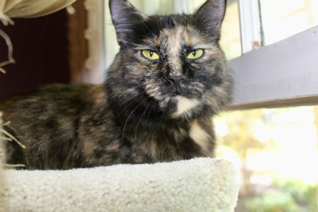 Entry image for Mocha. Clicking this image will show a larger photo