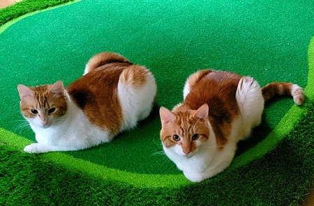 Entry image for Peach & Morty. Clicking this image will show a larger photo