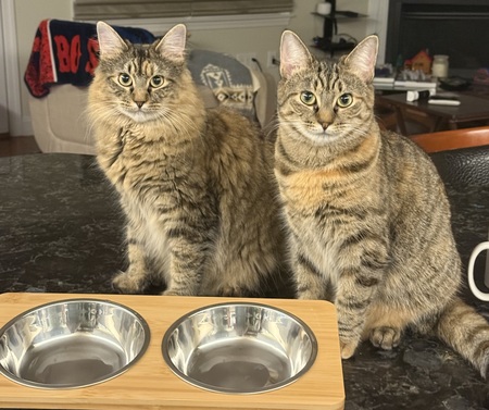 Entry image for Pippa and Primrose . Clicking this image will show a larger photo