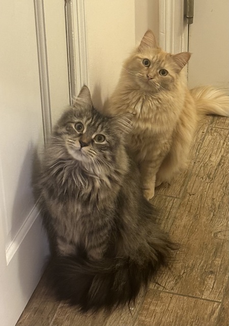 Entry image for Waffles and Peanut. Clicking this image will show a larger photo