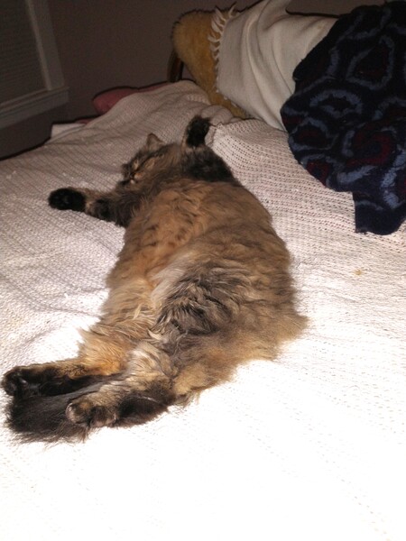 Entry image for Tucker. Clicking this image will show a larger photo