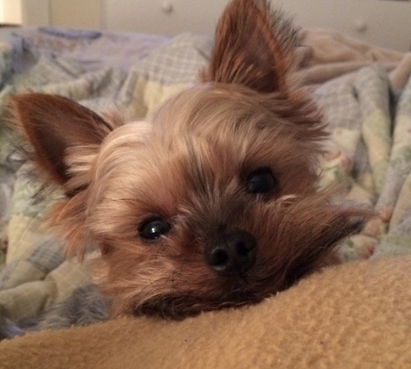 Entry image for Hank. Clicking this image will show a larger photo