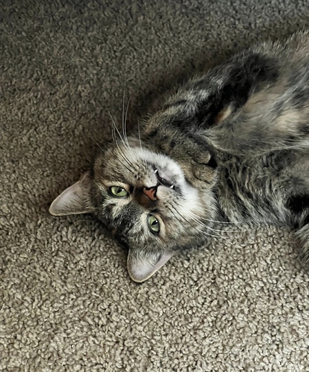 Entry image for Mochi. Clicking this image will show a larger photo