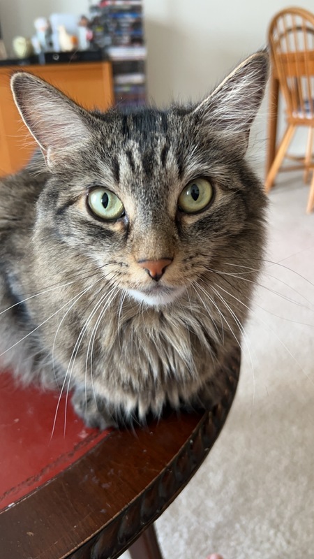 Entry image for Lucy. Clicking this image will show a larger photo