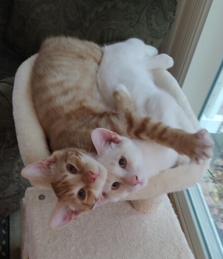 Entry image for Linus and Rufus. Clicking this image will show a larger photo
