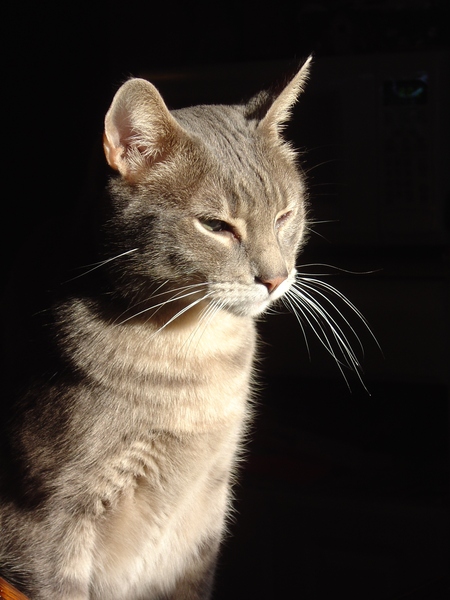 Entry image for Smokey. Clicking this image will show a larger photo