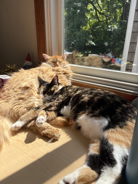 Entry image for Piper (calico) and Finn (orange). Clicking this image will show a larger photo