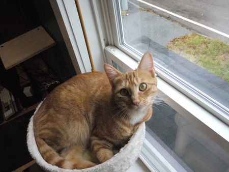 Entry image for Clark. Clicking this image will show a larger photo