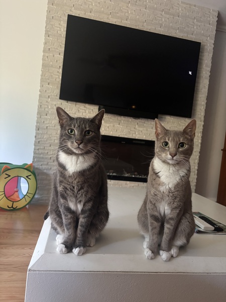 Entry image for Louie (gray) and Emmy (brown). Clicking this image will show a larger photo