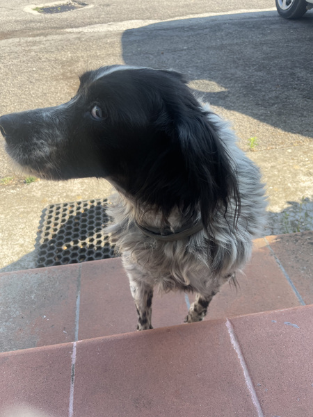 Entry image for Bella. Clicking this image will show a larger photo