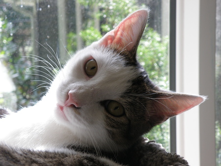 Entry image for Marley. Clicking this image will show a larger photo