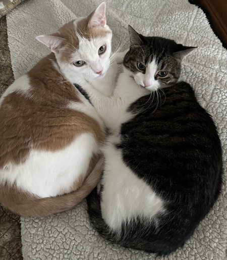 Entry image for Bella & Bandit. Clicking this image will show a larger photo