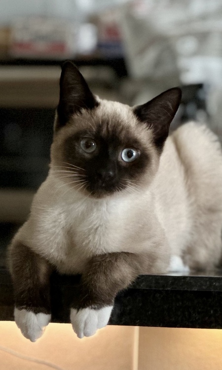 Entry image for Gracie. Clicking this image will show a larger photo