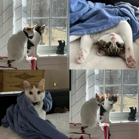 Entry image for Milo & Mason - Brothers & Buddies. Clicking this image will show a larger photo