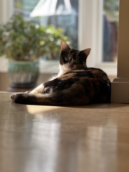 Entry image for Maeve. Clicking this image will show a larger photo