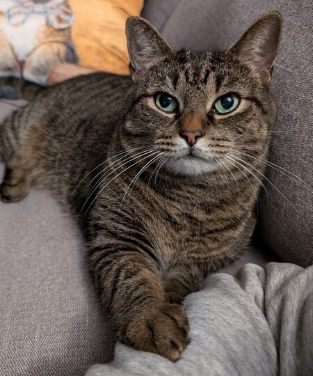 Entry image for Oscar. Clicking this image will show a larger photo