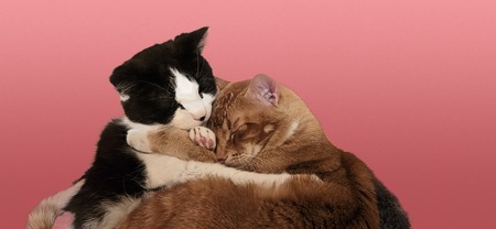 Entry image for Domino & Kringle . Clicking this image will show a larger photo