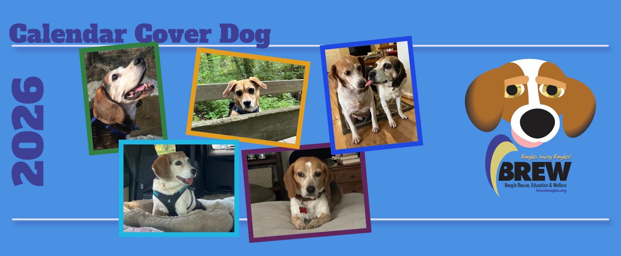 Banner for BREW Beagle Rescue 2026 Calendar Cover Dog Photo Contest