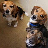 Entry image for Cody, Pip, Raven