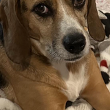 Entry image for Quinn Kelly ( BREW BEAGLE ADOPTED 2017 ) 