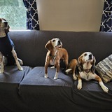 Entry image for Charlie, Snickers, Holly