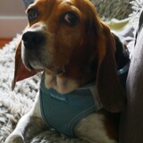 Entry image for Lady Applejack