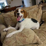 Entry image for Anjali