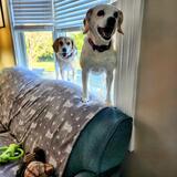 Entry image for Lollie and Nellie