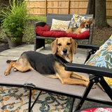 Entry image for Darcy & Fitz