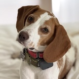 Entry image for Martin