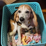 Entry image for Aaliyah