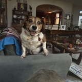 Entry image for midget