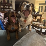 Entry image for midget