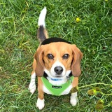 Entry image for Olive