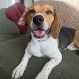 Entry image for Rocky