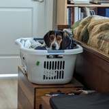 Entry image for Charlie