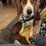 Entry image for Emma begging