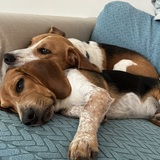 Entry image for Loki and Demus DaNoodle