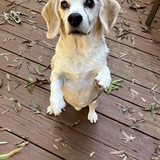 Entry image for Watson