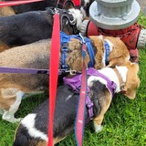 Entry image for Cyrus, Winnie, Monroe, Deysi (top to bottom)