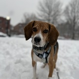 Entry image for Travis