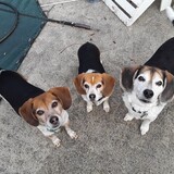 Entry image for Queso, Teaka, Dante