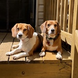 Entry image for Peanut & Butter