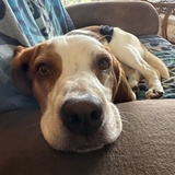 Entry image for Scooter