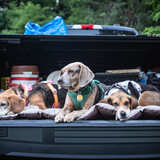 Entry image for From left to right: Parsnip (BREW), Rhubarb (rescue), Olive (BREW)