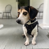 Entry image for Rohan