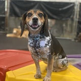 Entry image for Charlie